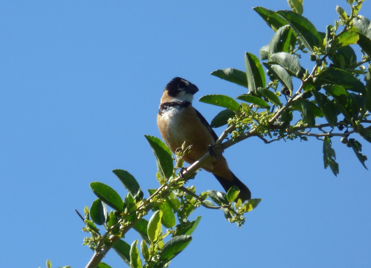 Rusty-collared Seedeater - ML286322181