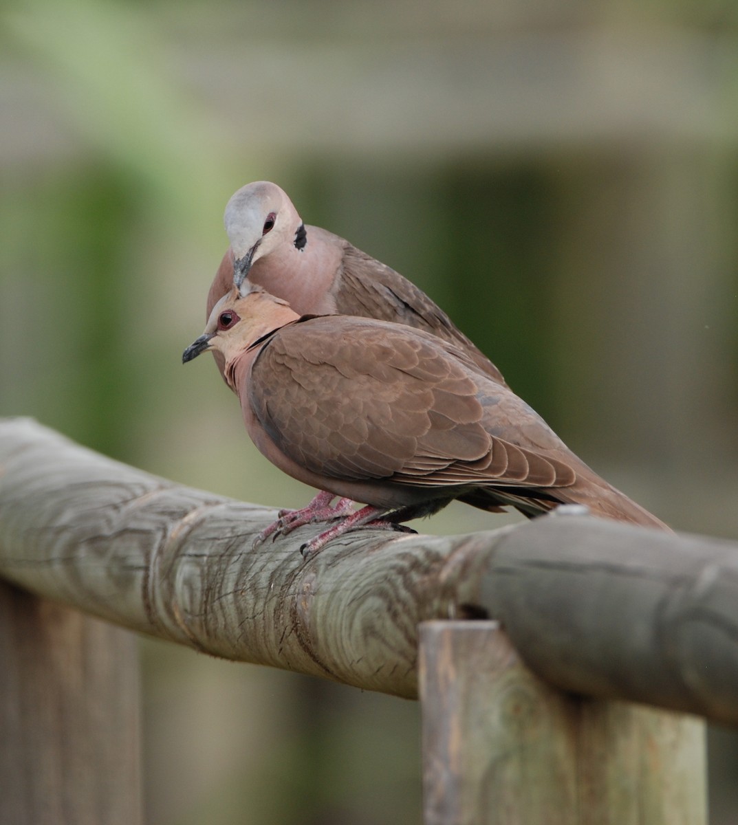 Red-eyed Dove - ML286322191