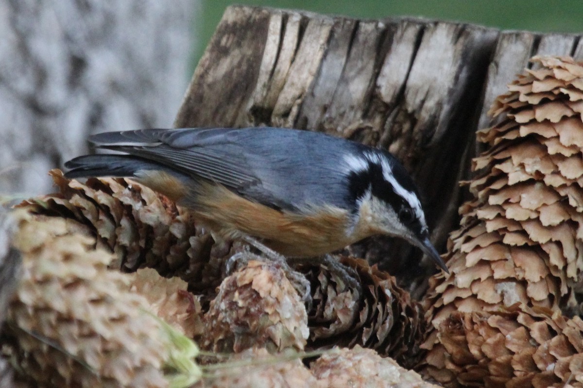Red-breasted Nuthatch - ML286323301