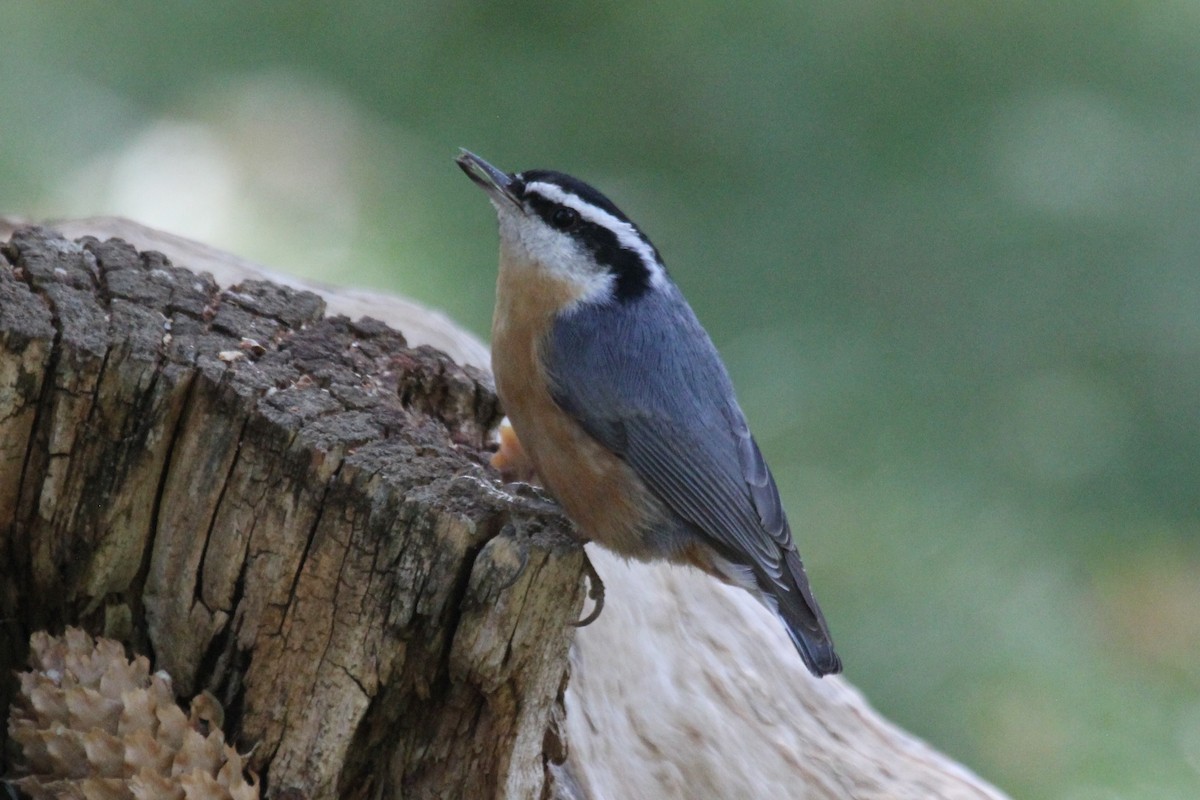 Red-breasted Nuthatch - ML286323321
