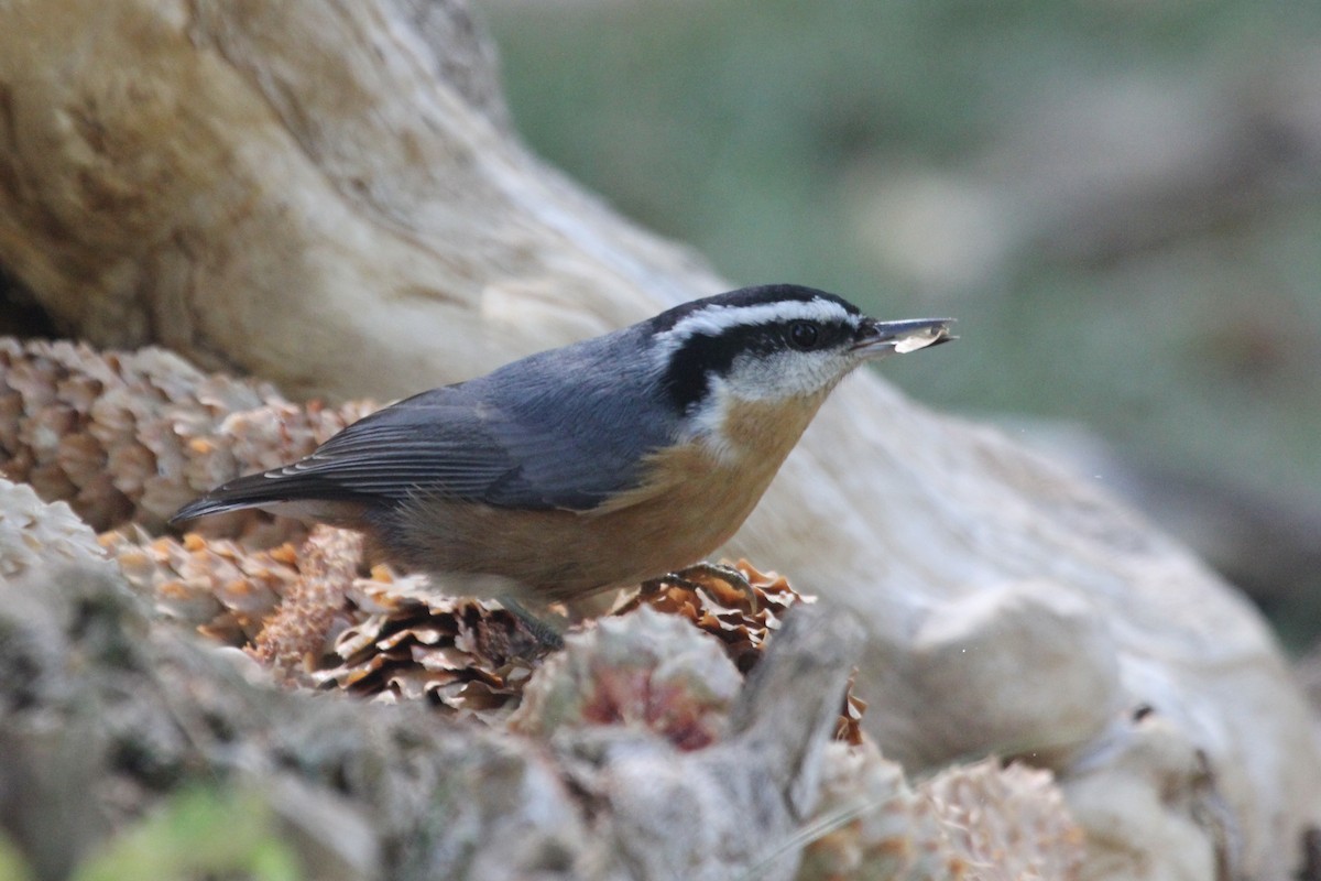Red-breasted Nuthatch - ML286323361