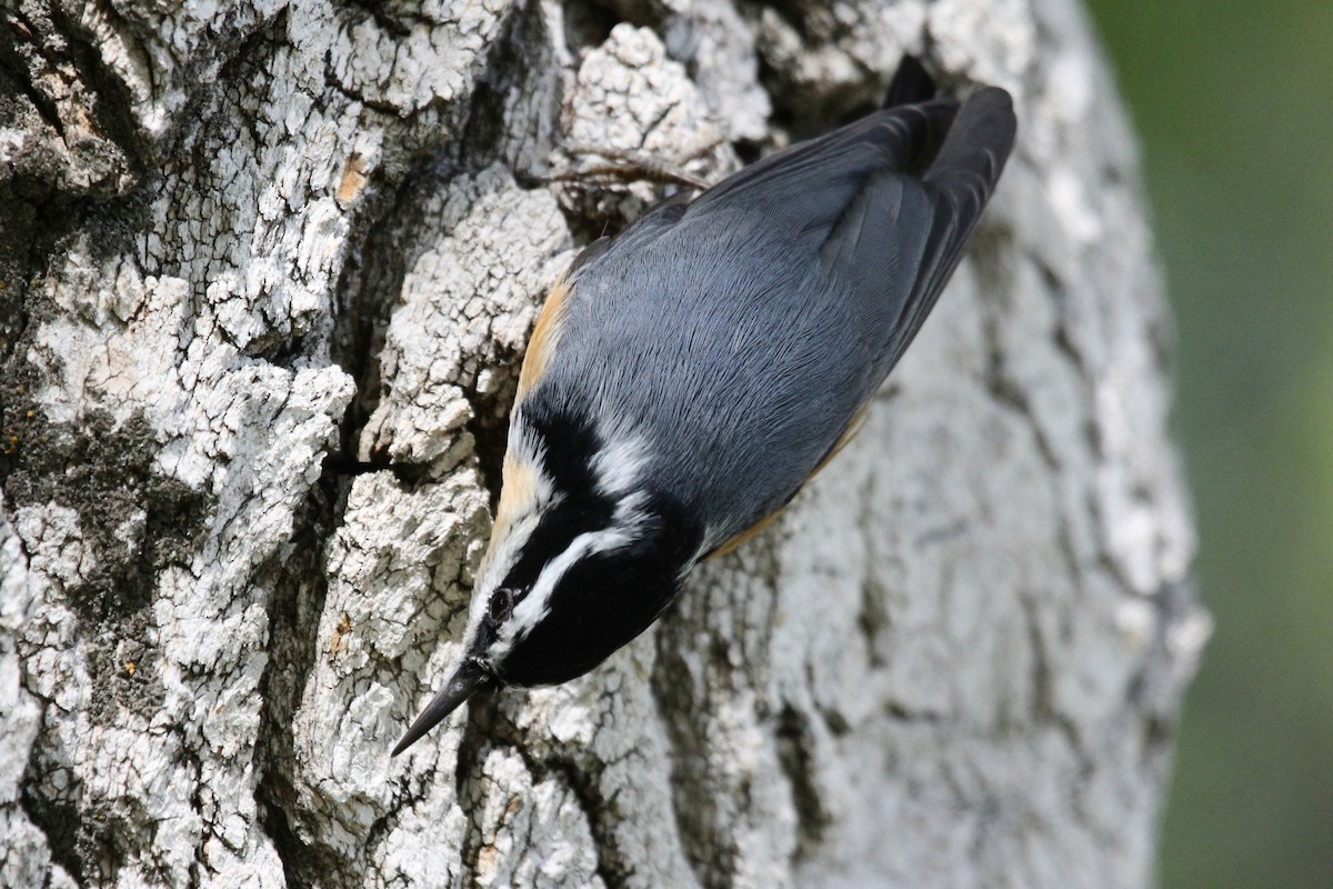 Red-breasted Nuthatch - ML286323371