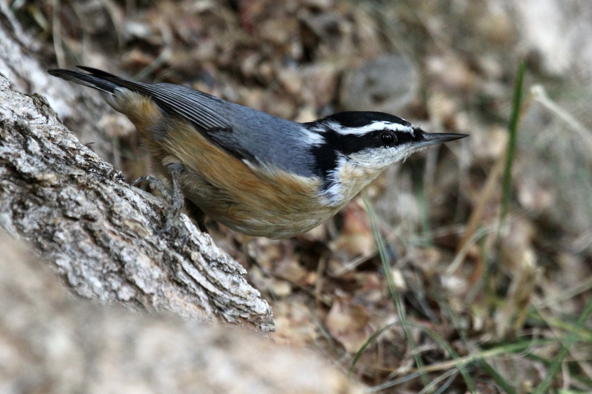 Red-breasted Nuthatch - ML286323391