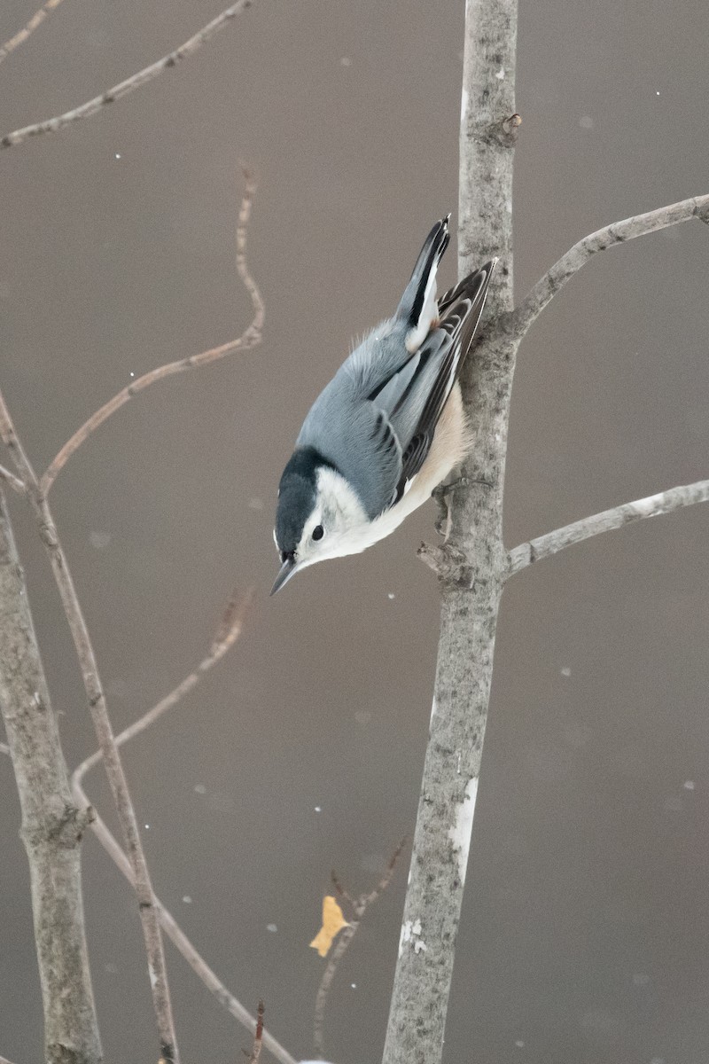 White-breasted Nuthatch - ML286324901