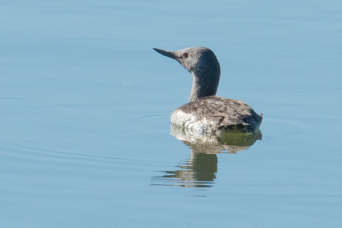 Red-throated Loon - ML28632811