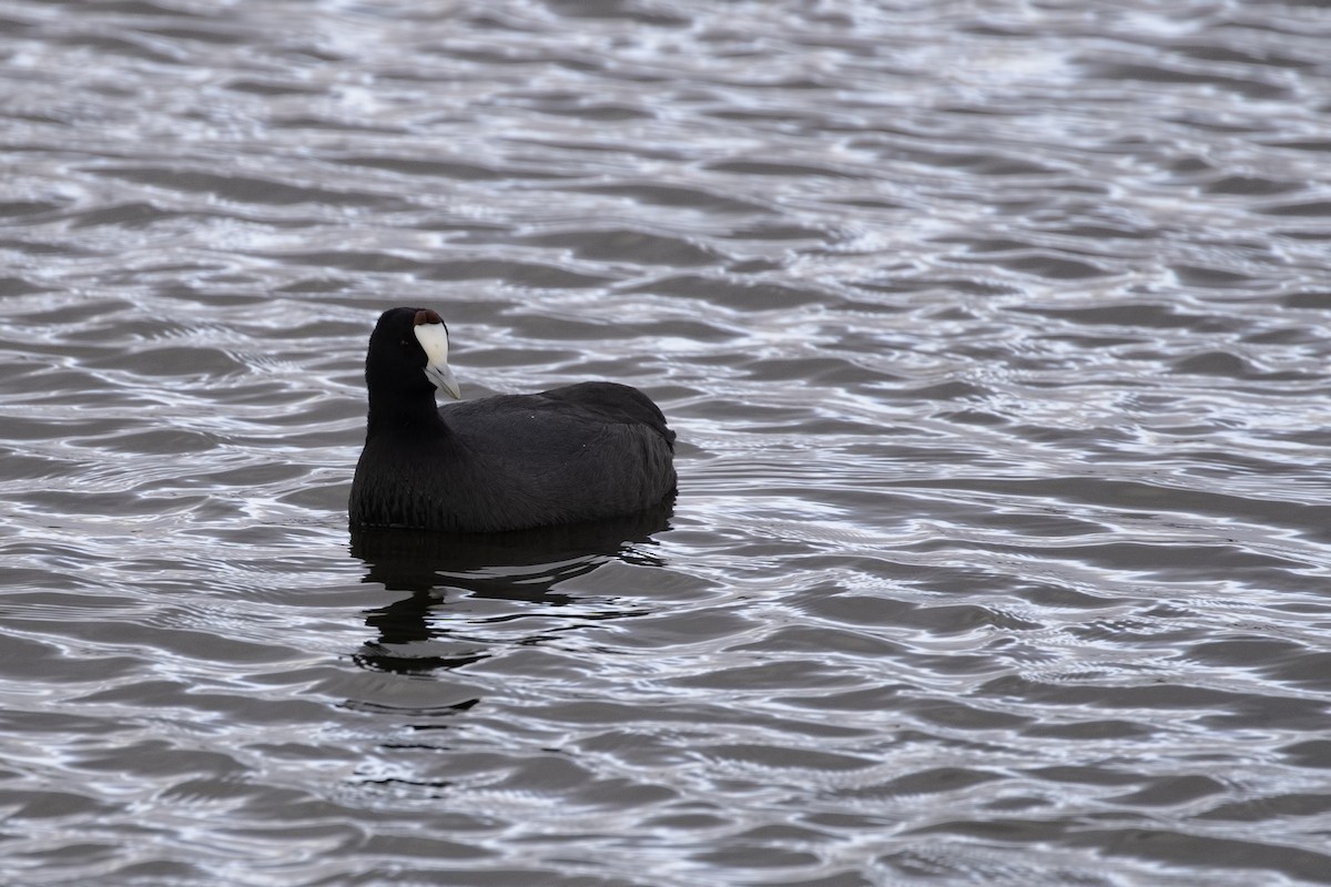 Red-knobbed Coot - ML286328351