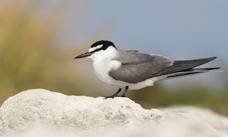  - Gray-backed Tern