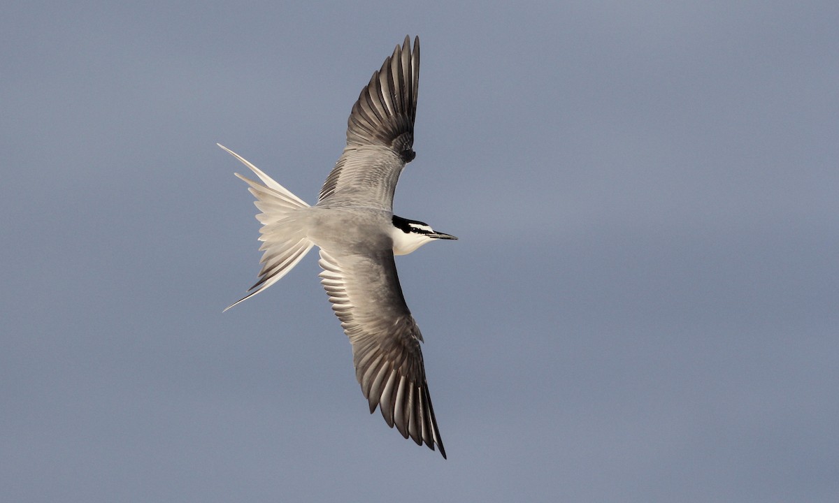 Gray-backed Tern - Cameron Rutt