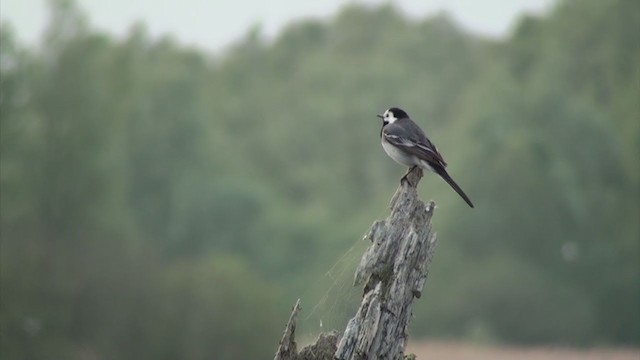 White Wagtail (White-faced) - ML286332641