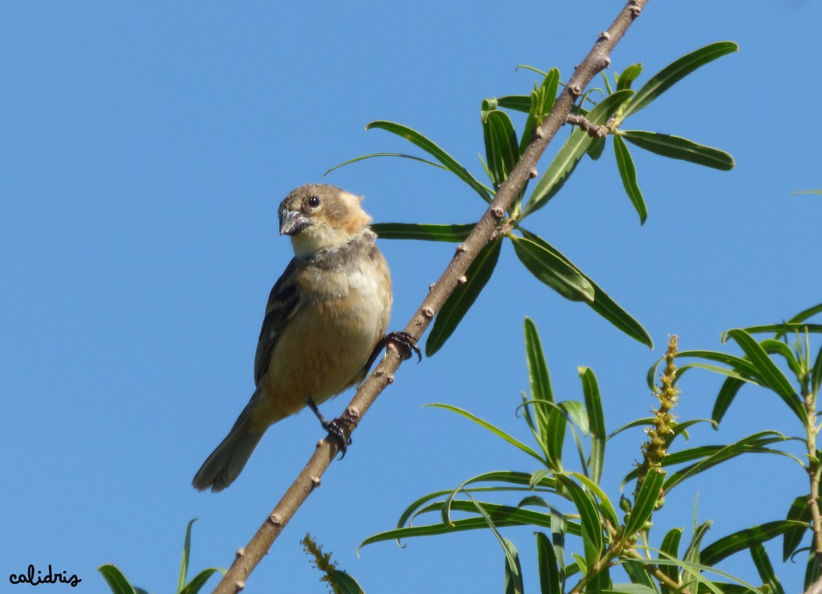 Rusty-collared Seedeater - ML286337841