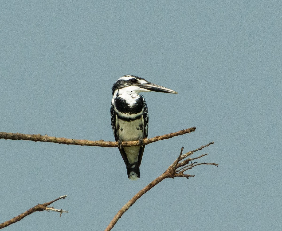 Pied Kingfisher - SWARUP SAHA