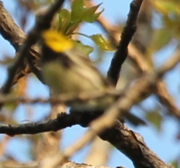 Black-throated Green Warbler - ML28634301
