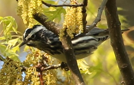 Black-and-white Warbler - ML28634321