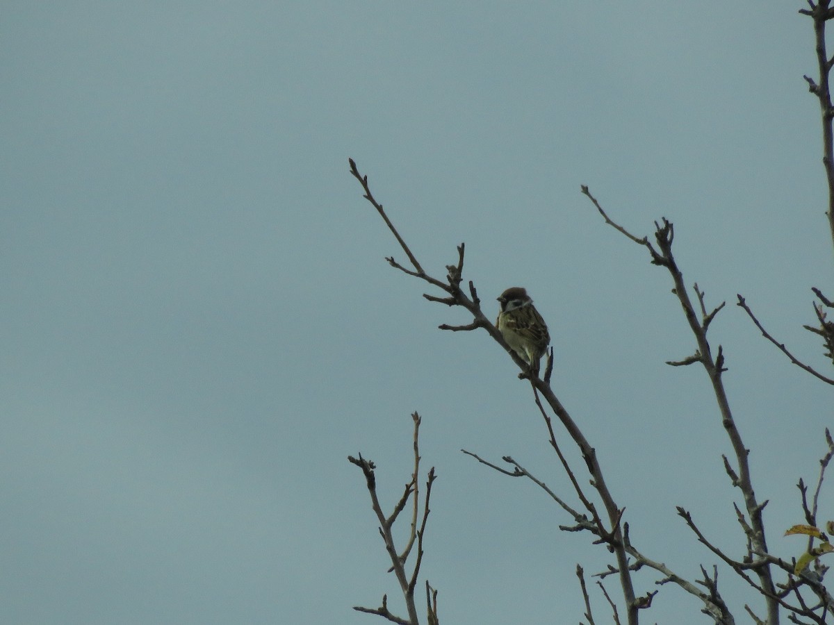 Eurasian Tree Sparrow - ML286343231