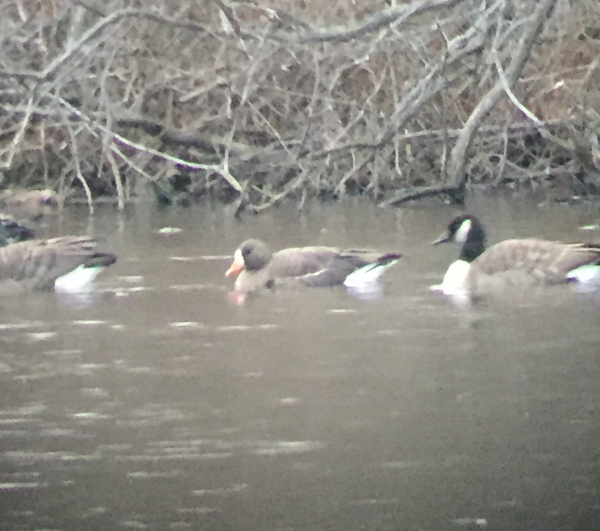 Greater White-fronted Goose - ML286343451