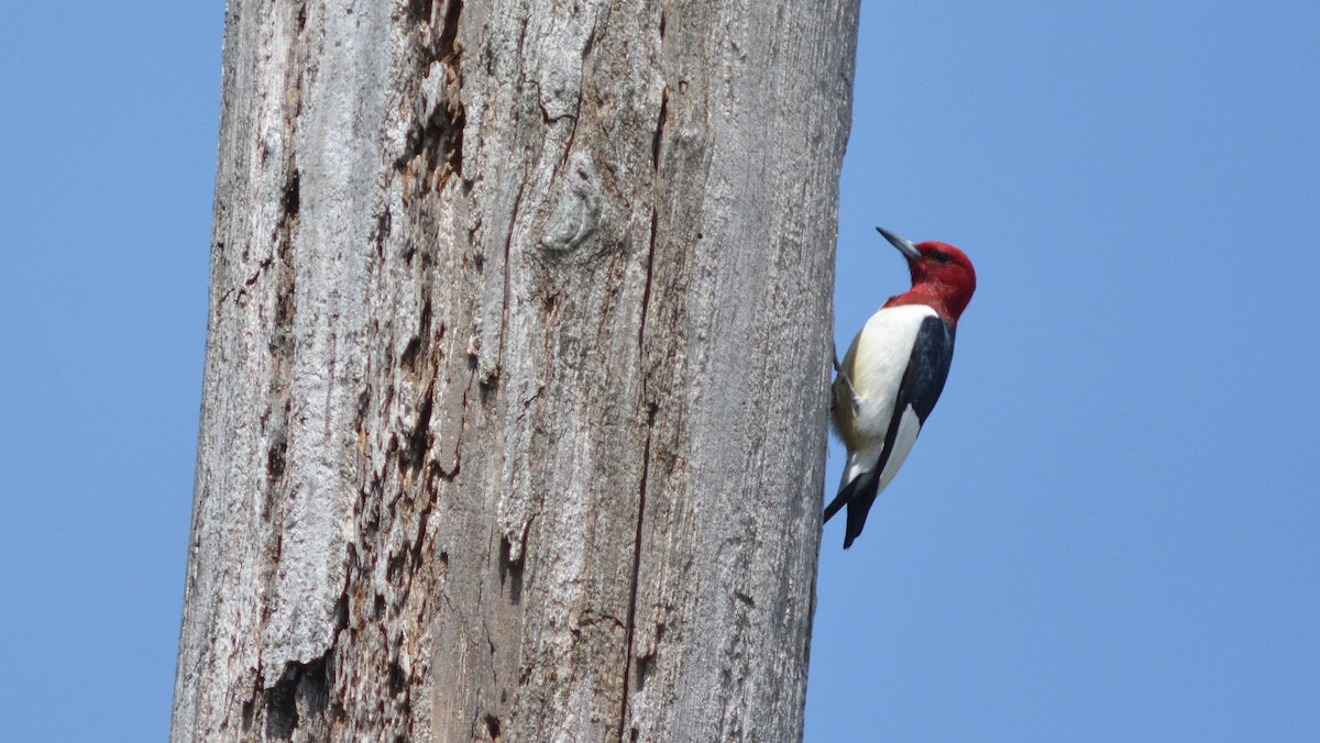 Red-headed Woodpecker - ML28634371