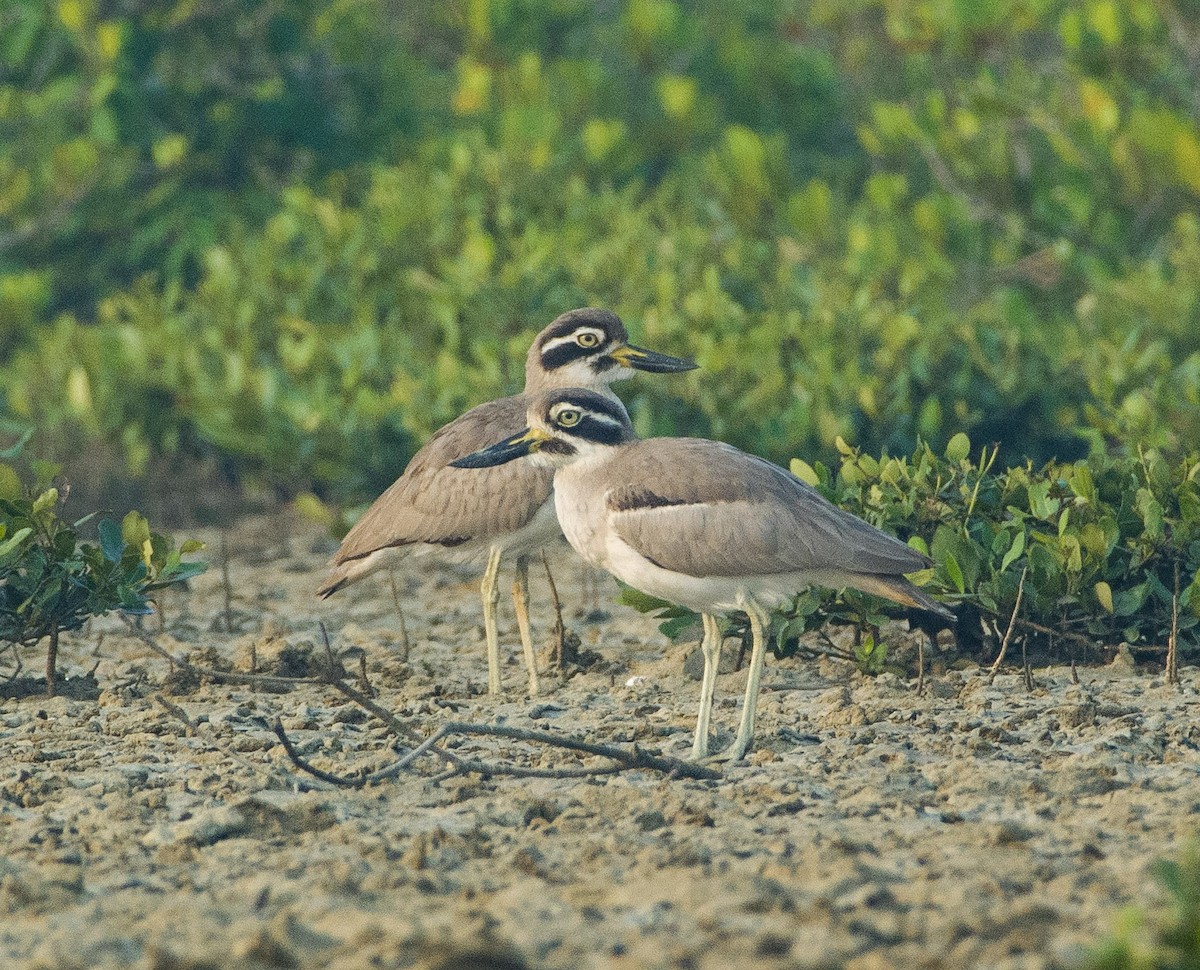Great Thick-knee - ML286345361