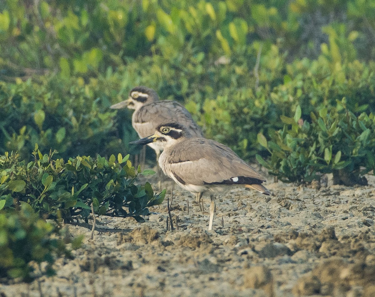 Great Thick-knee - ML286345611