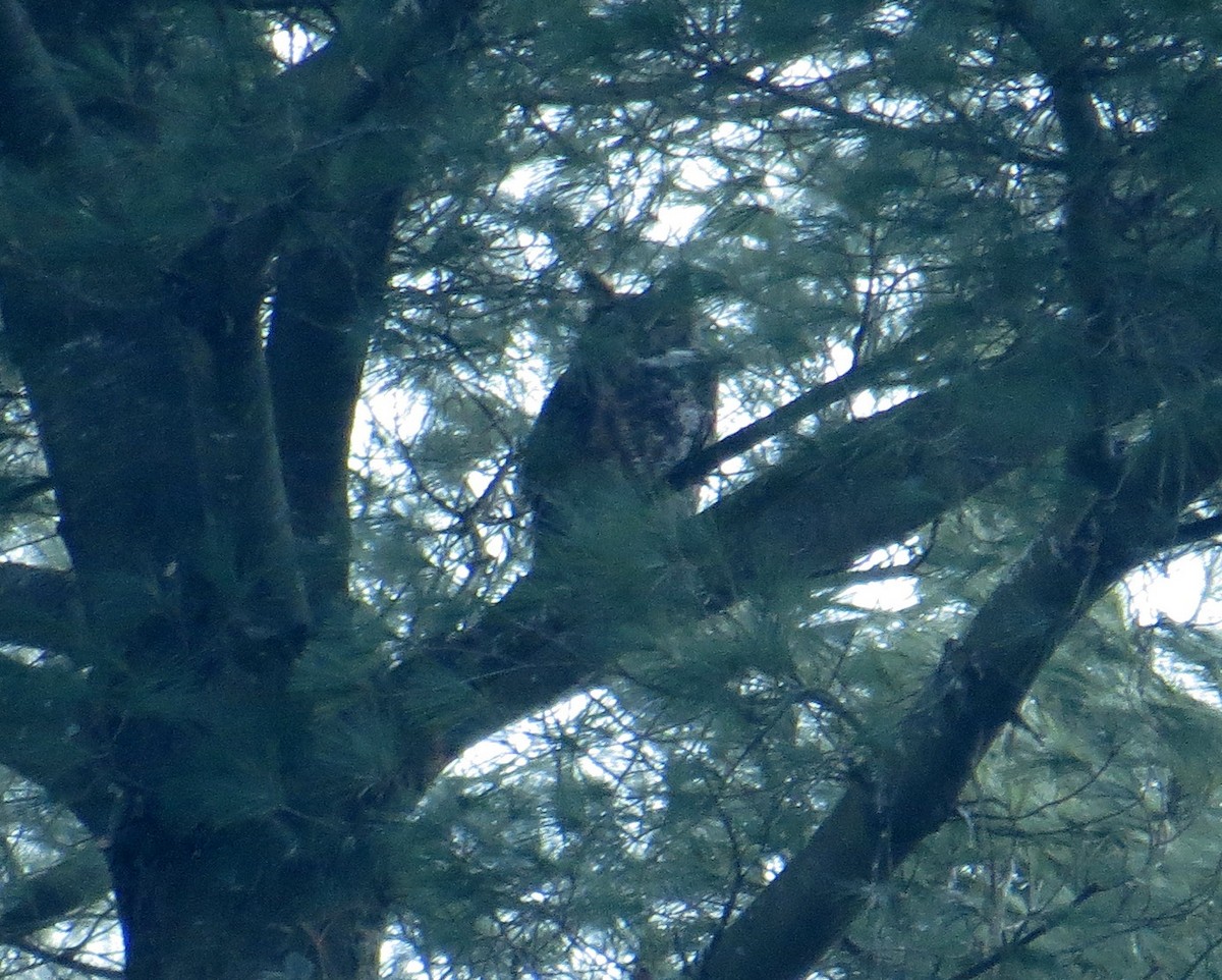 Great Horned Owl - ML286345691