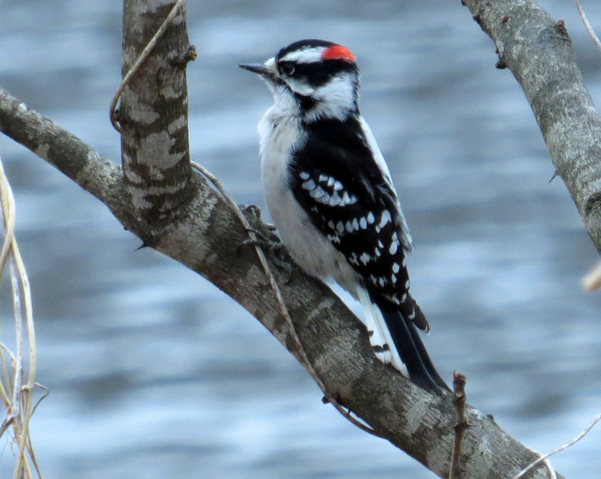 Downy Woodpecker - Pam Campbell