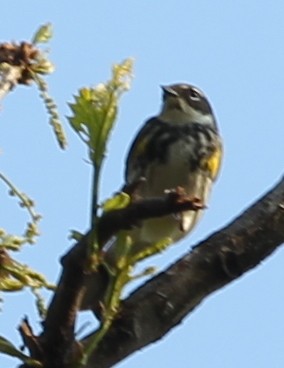 Yellow-rumped Warbler (Myrtle) - ML28634701
