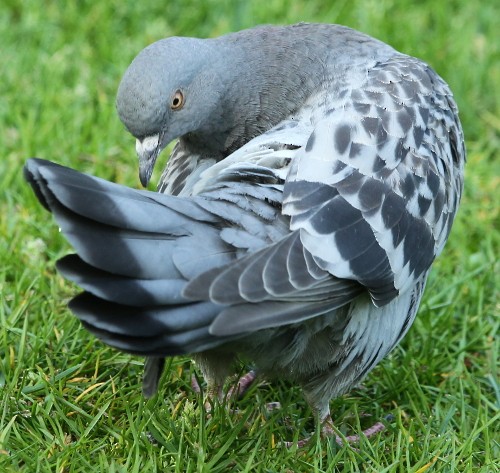 Rock Pigeon (Feral Pigeon) - ML28634741