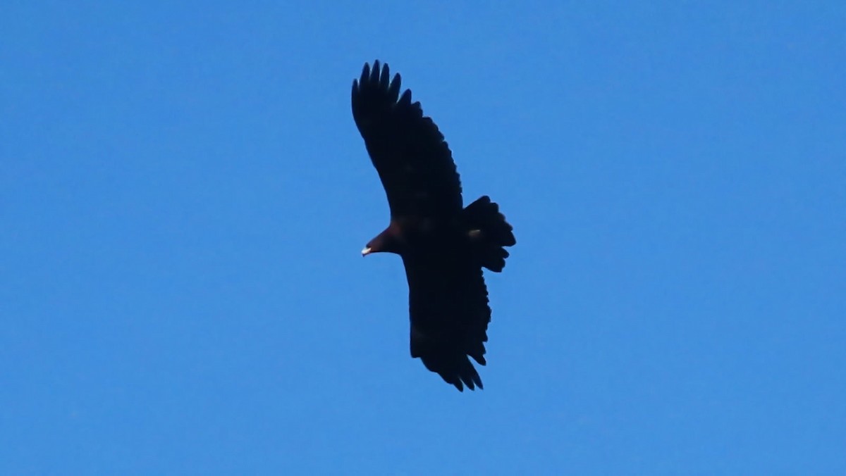 Greater Spotted Eagle - Group account  for eBirding in Serbia
