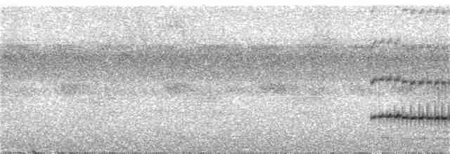 Ak Karınlı Küçük Tiran - ML286349661