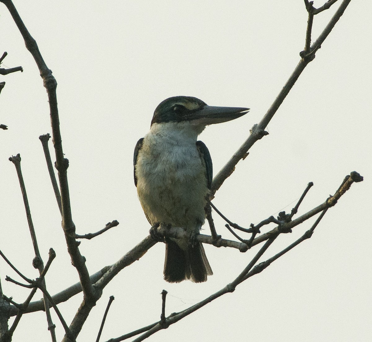 Collared Kingfisher - SWARUP SAHA