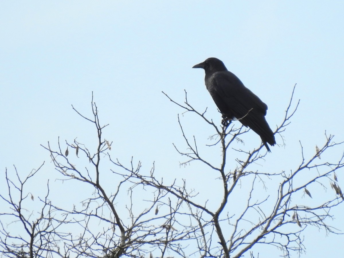 Common Raven - ML286350111