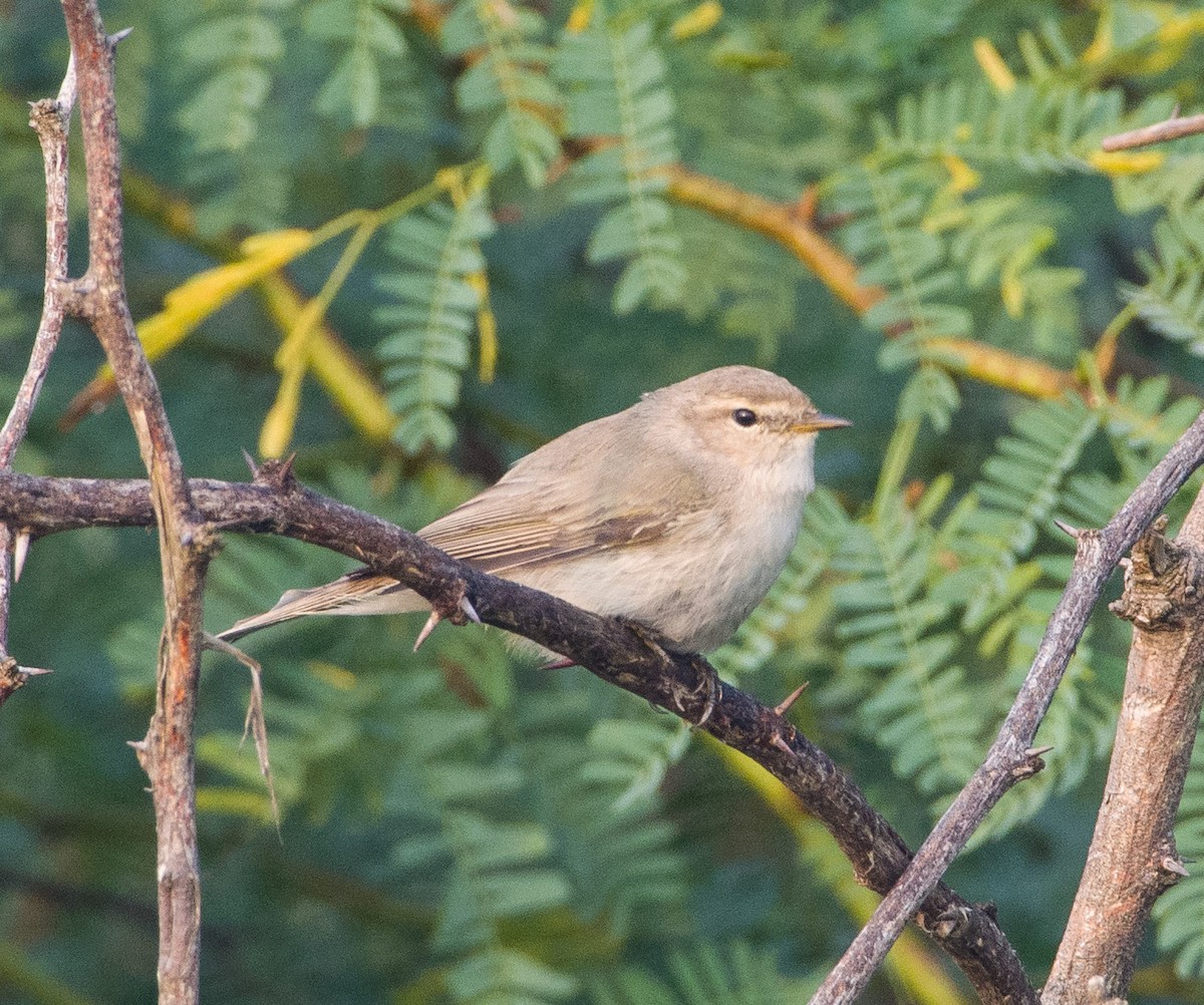 Booted Warbler - ML286350161