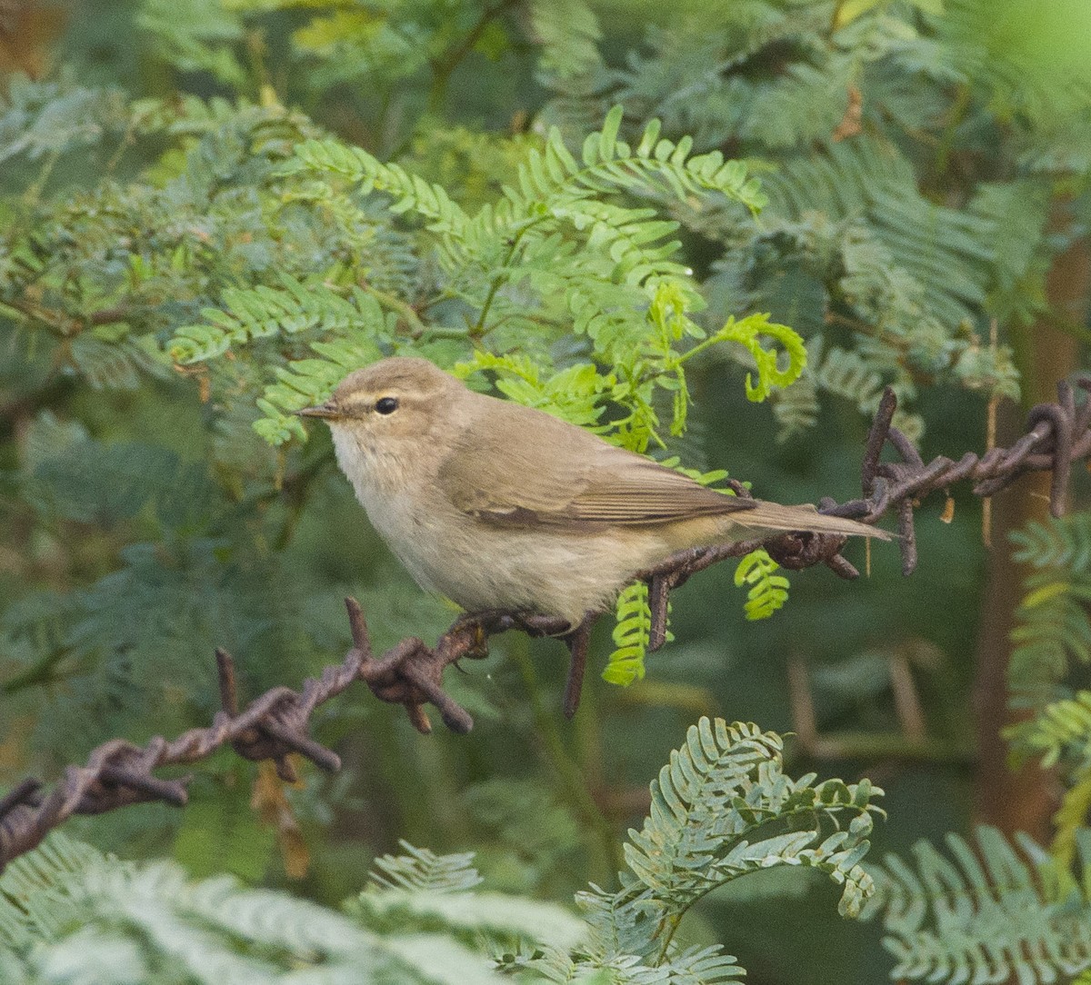 Booted Warbler - ML286350171