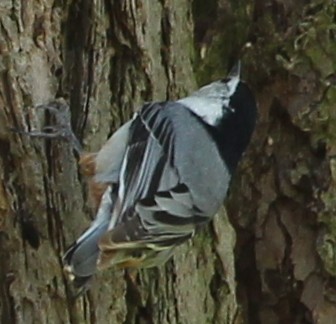 White-breasted Nuthatch - sicloot