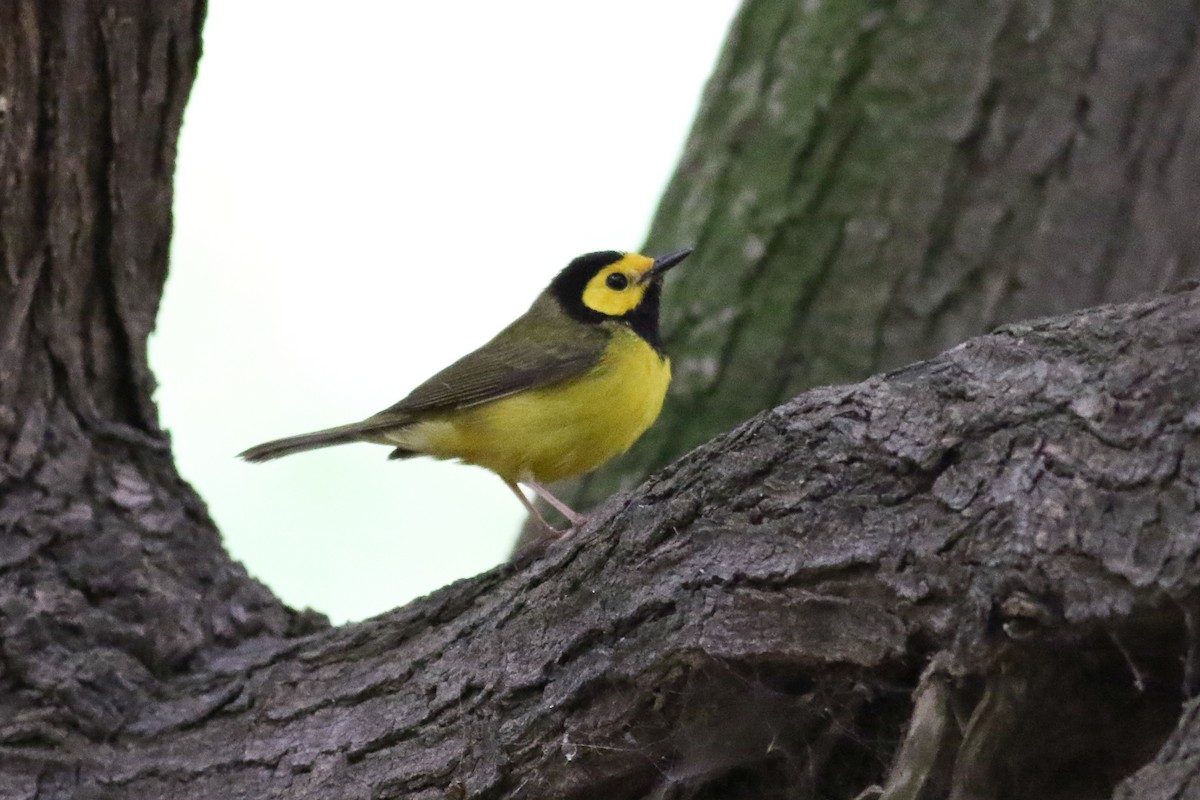 Hooded Warbler - Thomas Ford-Hutchinson