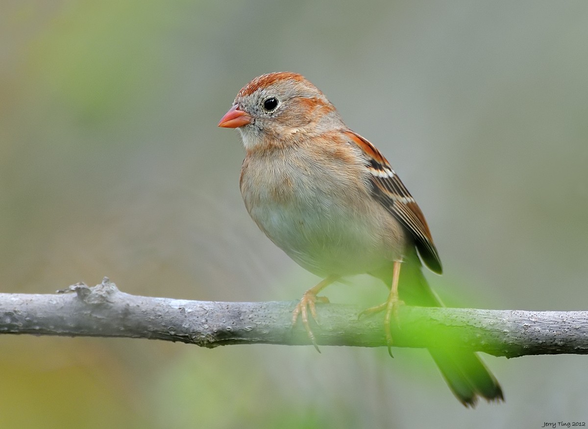 Field Sparrow - Jerry Ting