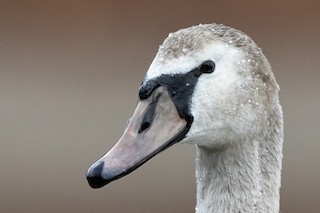 Mute Swan, ML286358611