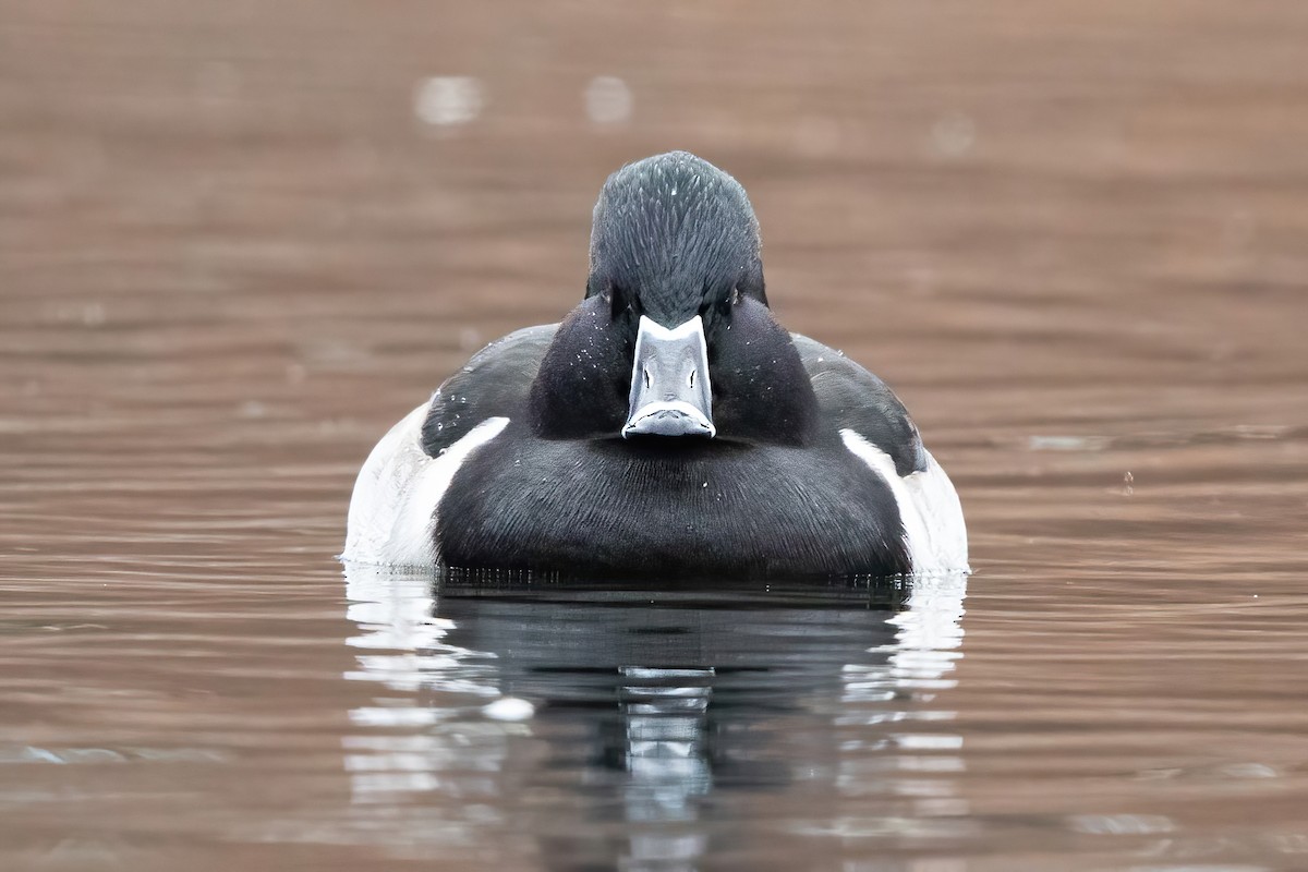 Ring-necked Duck - ML286358691