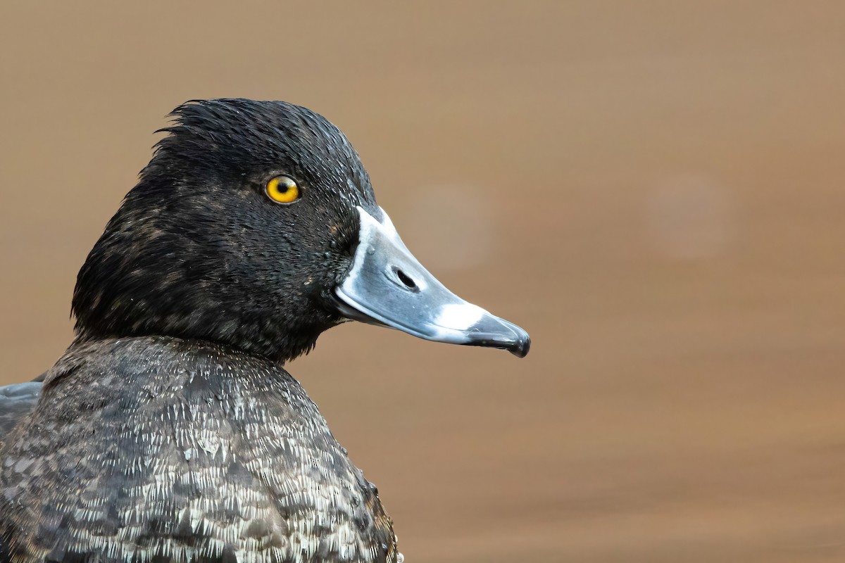 Ring-necked Duck - ML286358821