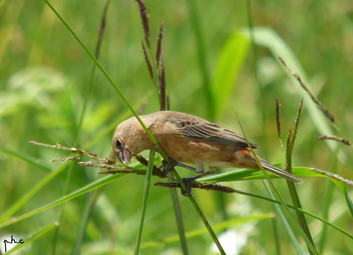 Tawny-bellied Seedeater - ML286361521
