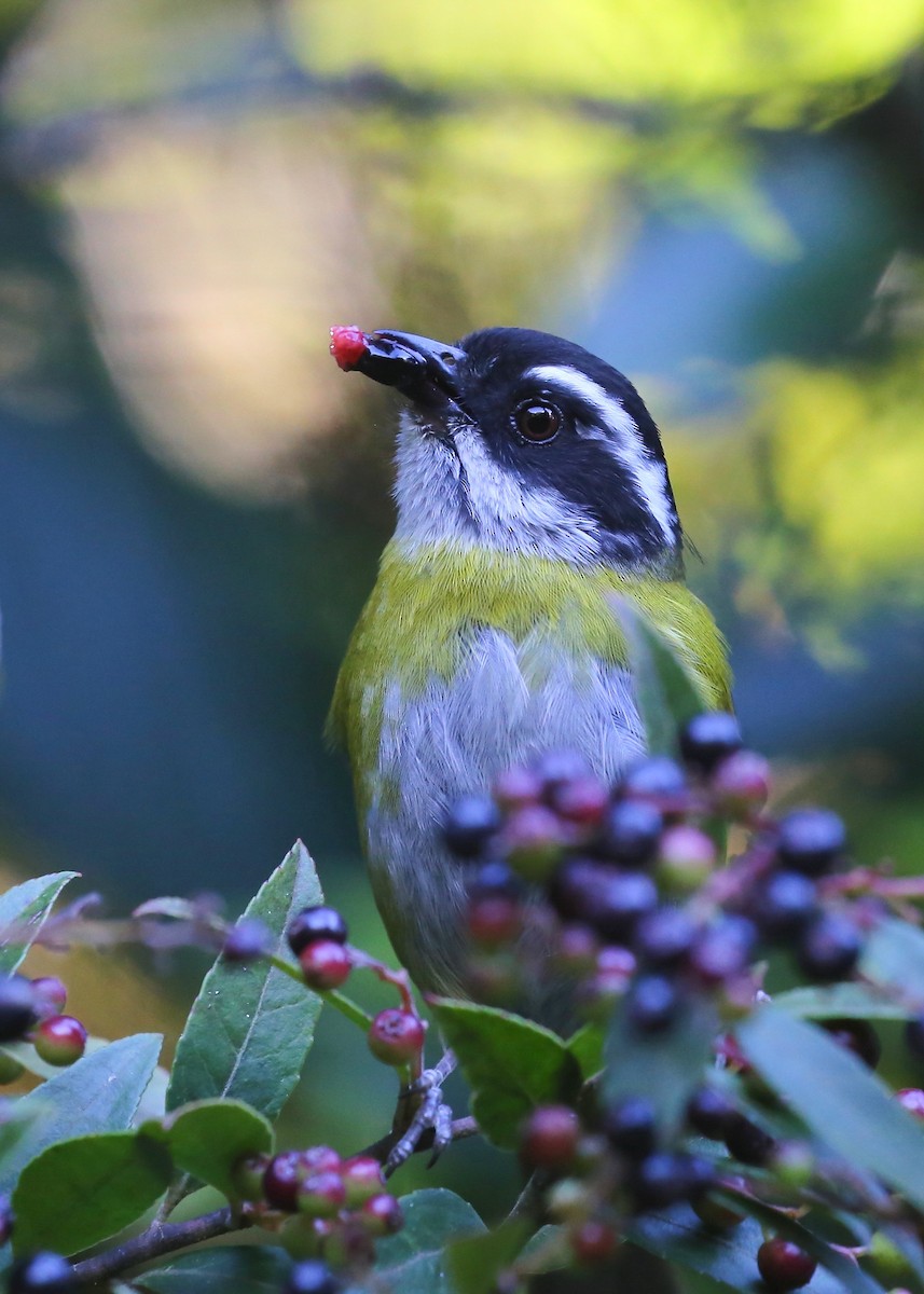 Sooty-capped Chlorospingus - Timothy Graves