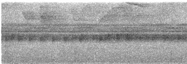 Flütçü Çıtkuşu - ML286367
