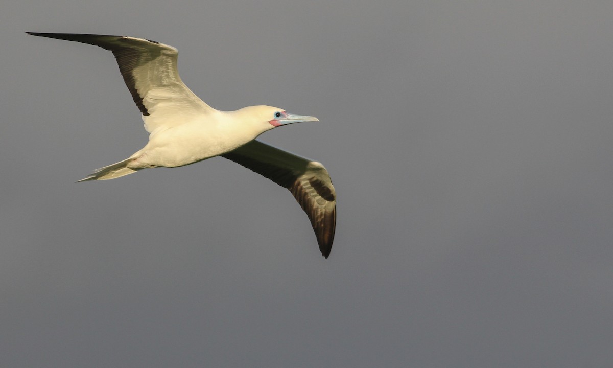 Red-footed Booby - Cameron Rutt