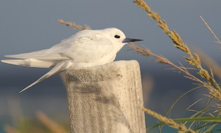 - White Tern