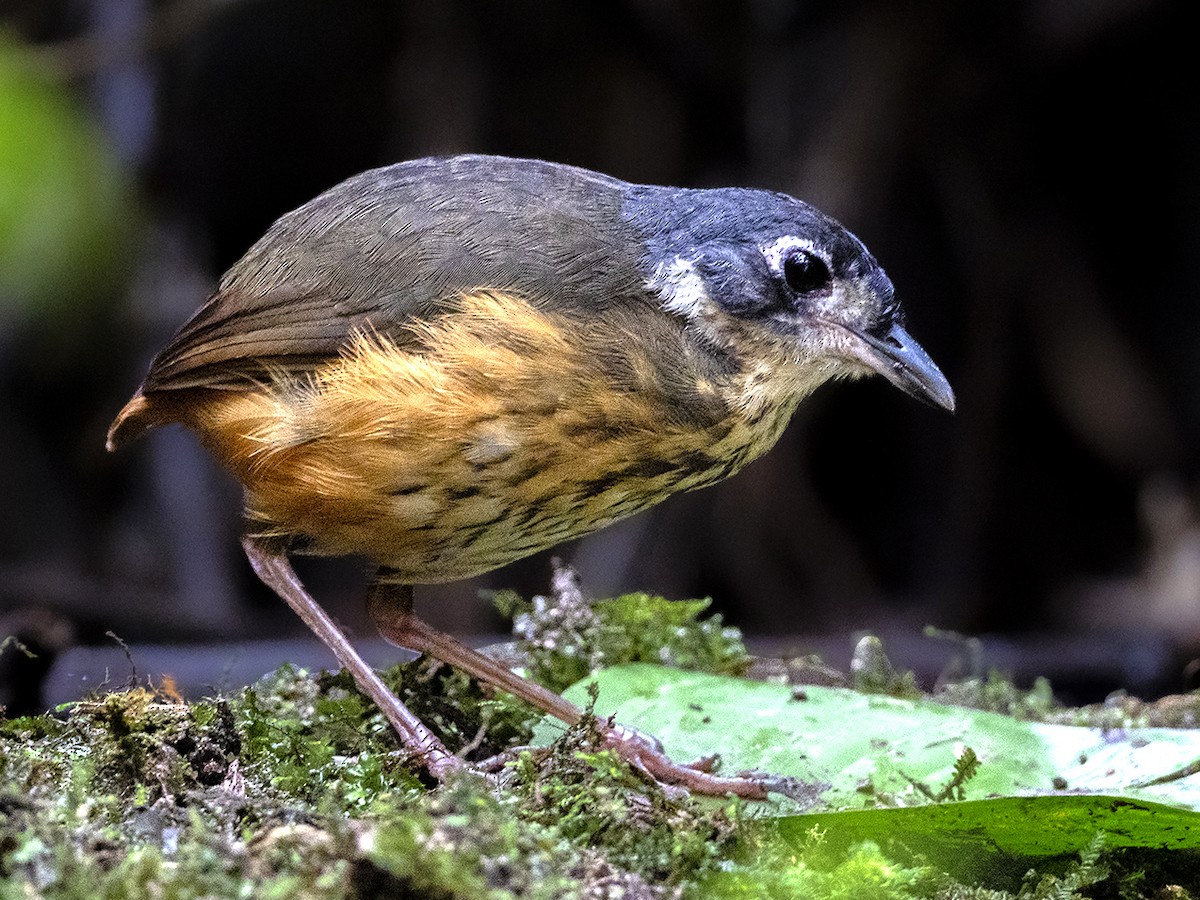 White-lored Antpitta - Myrmothera fulviventris - Birds of the World
