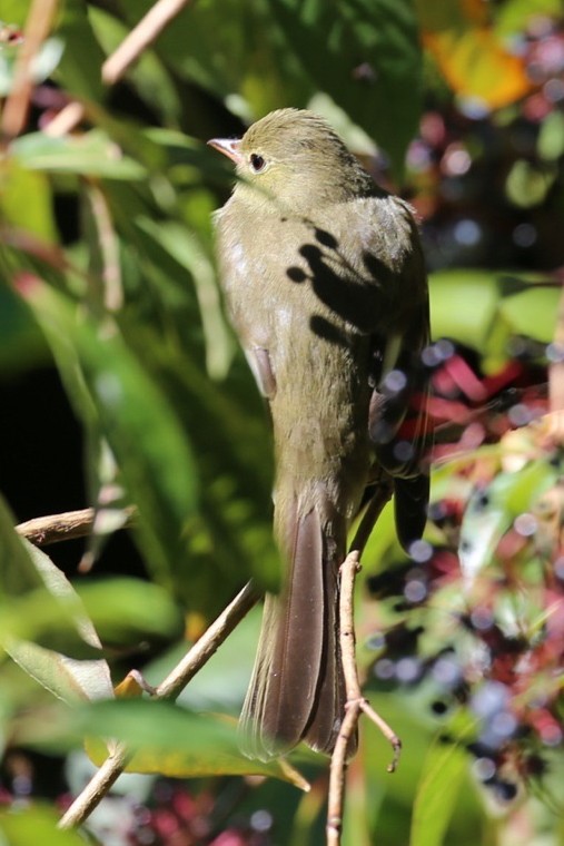 Yellow-bellied Flycatcher - Timothy Graves