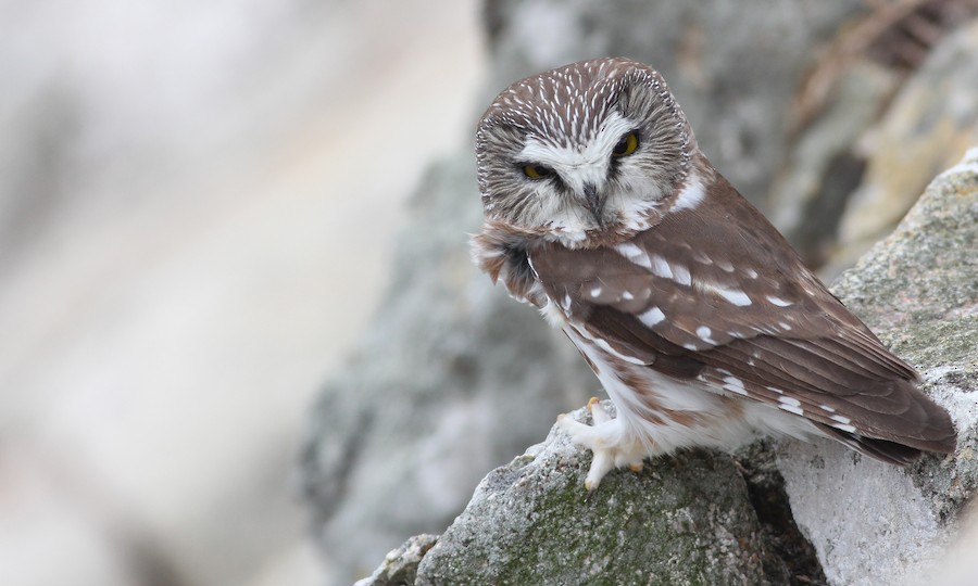 Northern Saw-whet Owl