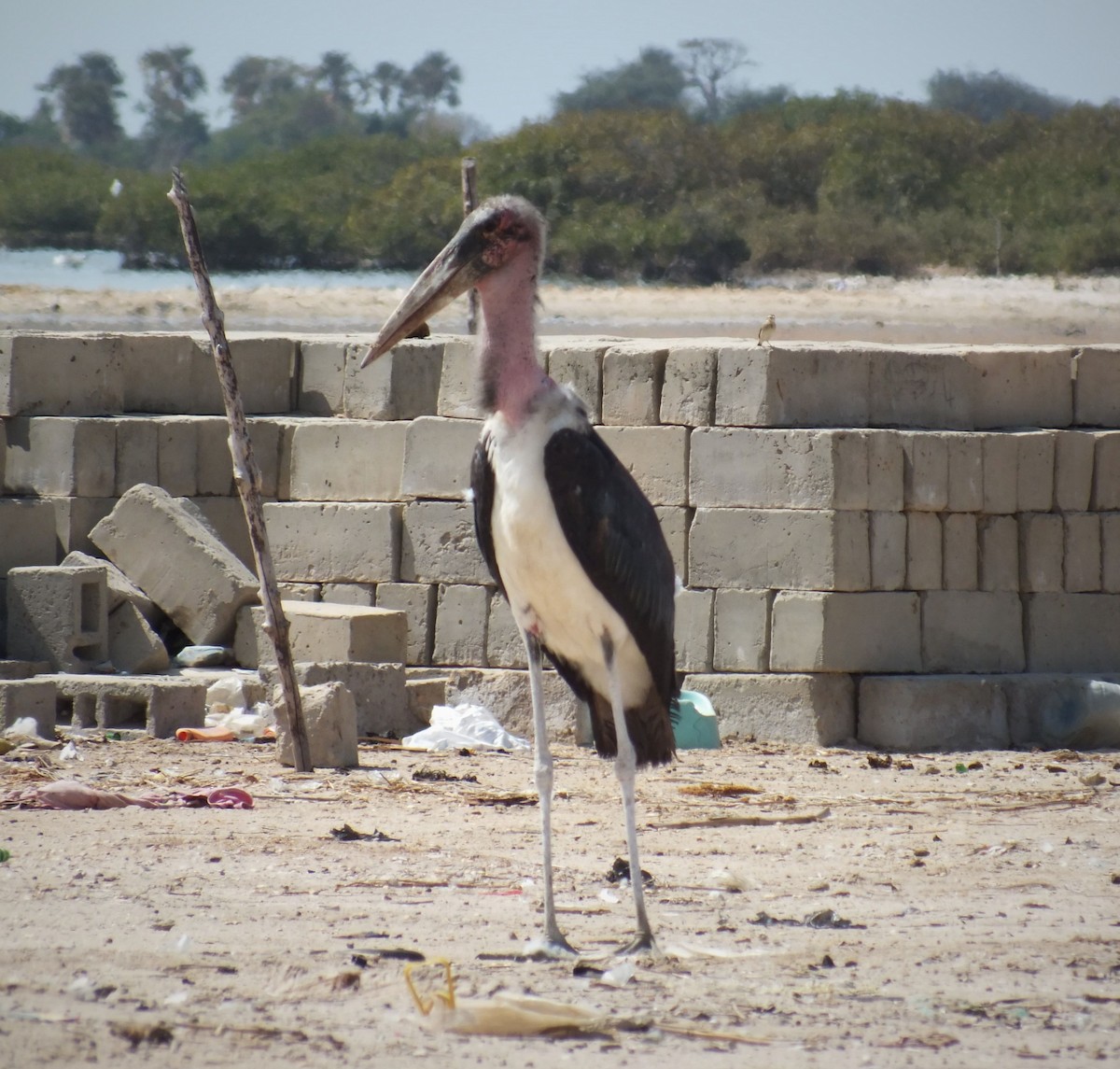 Marabou Stork - Kelig Gourvennec