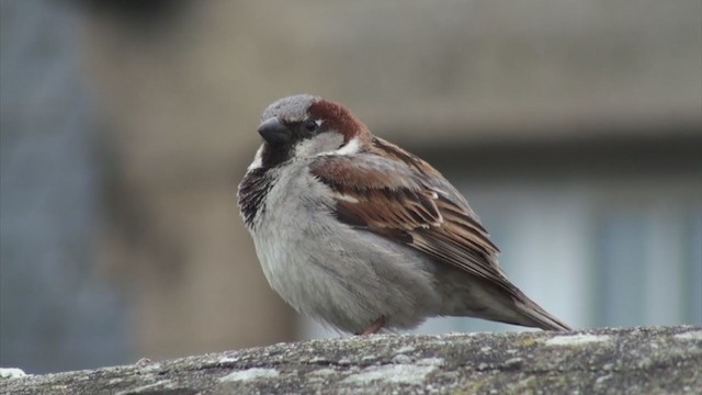 House Sparrow - ML286385271
