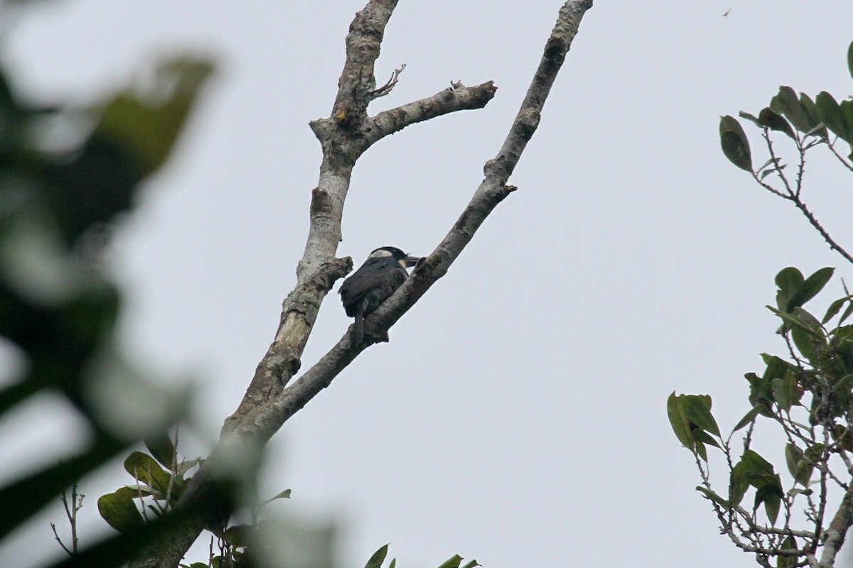 Black-breasted Puffbird - ML286385871