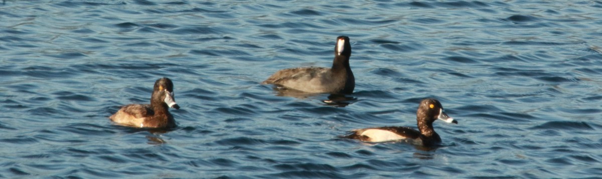 Ring-necked Duck - FELIPE SAN MARTIN